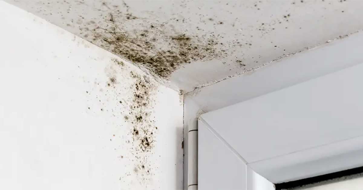 How Mold In Your Basement Effects Your Health