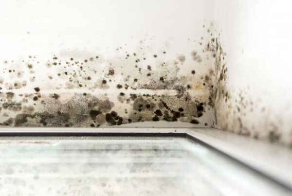 crawl-space-mold-removal