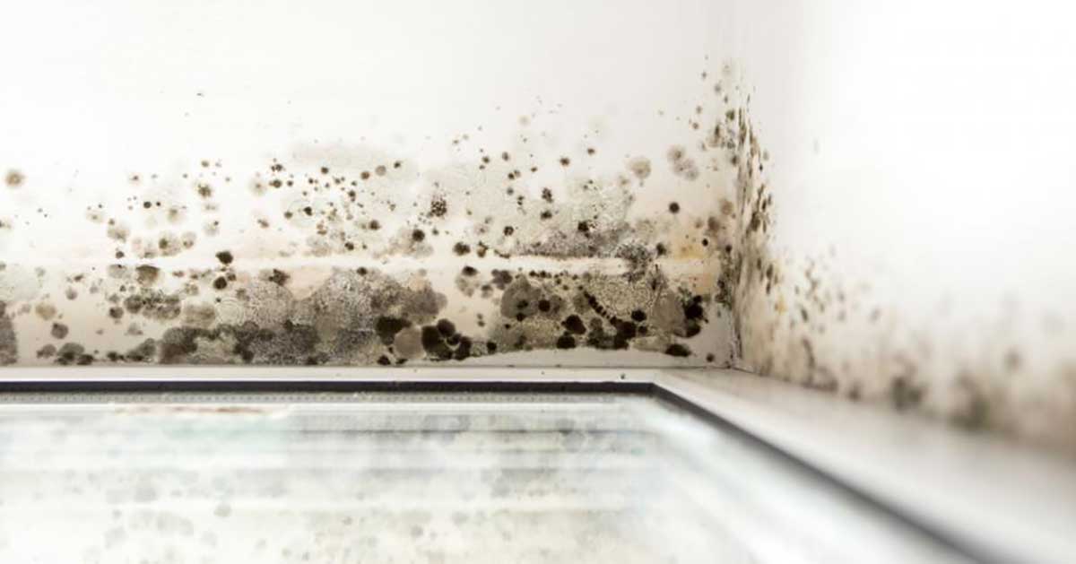 Summer Humidity Leads to Basement Mold Growth