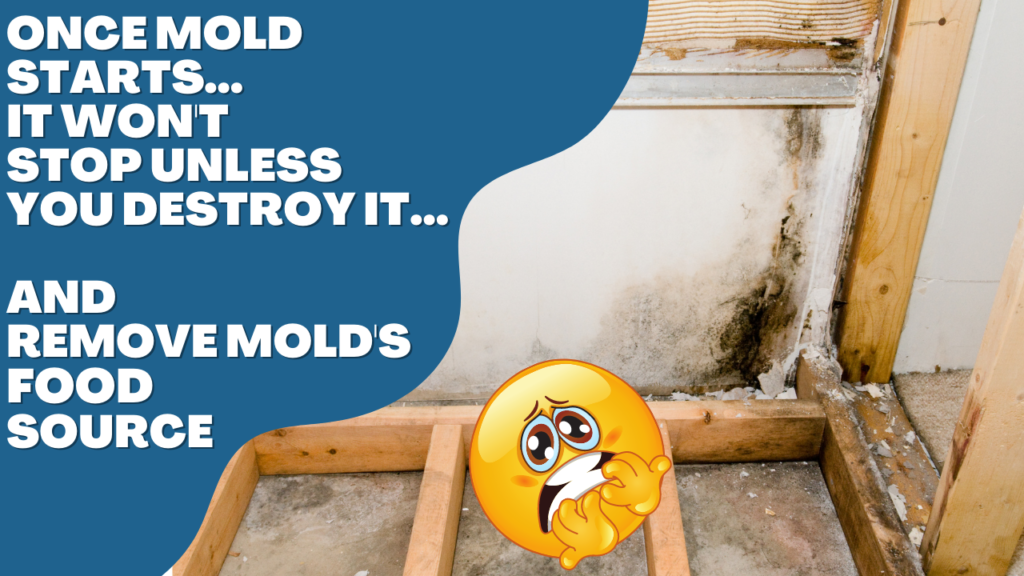 mold-basement-health-dangers